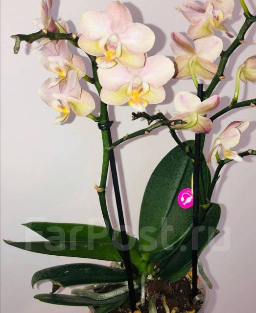 Орхидея Парфюмерная фабрика, в наличии. Цена: 1 200₽ в Хабаровске