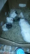 ������� ������. ����