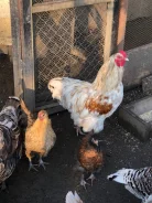 ����. ����