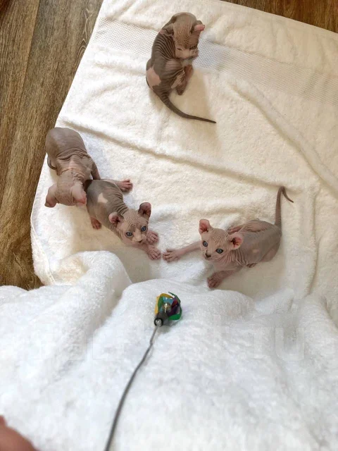 ����. ����