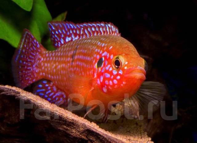 Хромис красавец - Аквариумистика и террариумистика во Владивостоке