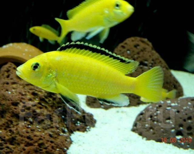 Лабидохромис еллоу самка. Цихлида еллоу. Цихлиды лабидохромис. Желтая цихлида еллоу. Цихлида лабидохромис еллоу.