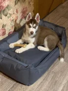 �����. ����