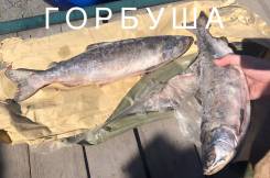 Продам Рыбу свежемороженную . Горбуша во Владивостоке Горбуша.