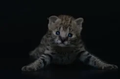 ������. ����