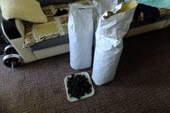 Продам сухую кукумарию. во Владивостоке Кукумария.