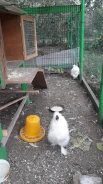 ����.