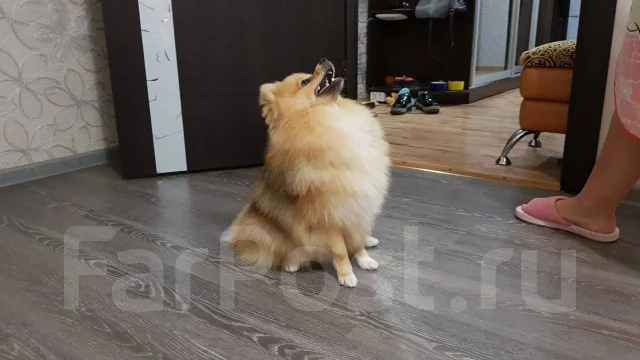 ����. ����