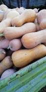 Продам сладкую тыкву во Владивостоке Тыква. Под заказ