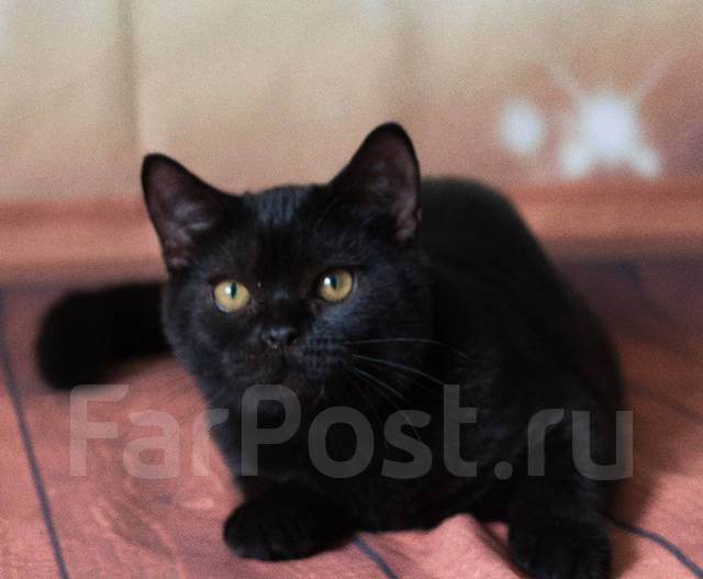 Черный британский кот (202 фото)