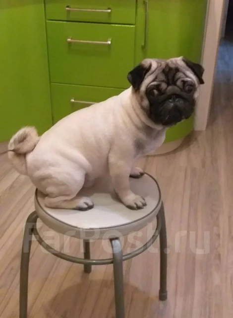 ����. ����