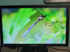 Samsung. 19" ����