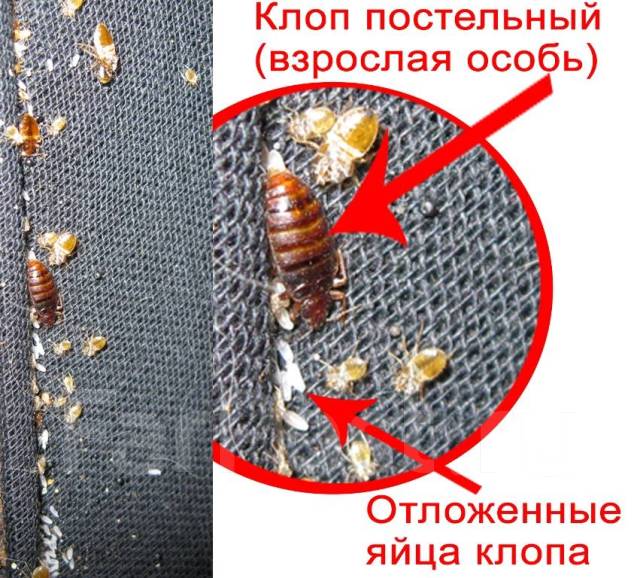 Клопы паразиты как выглядят От клопов Супер" - 100 % результат! (Индия, без запаха), новый, в наличии. Цена: