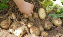 Продам домашний картофель в Хабаровске Картофель.