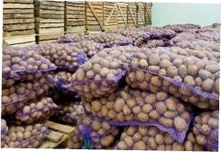 Продам картофель в Хабаровске Картофель.