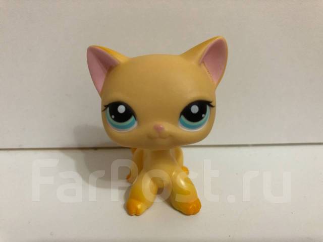 Lps shorthair cat store 339