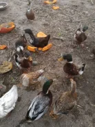 ����. ��� �����