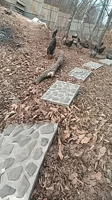�������. ����