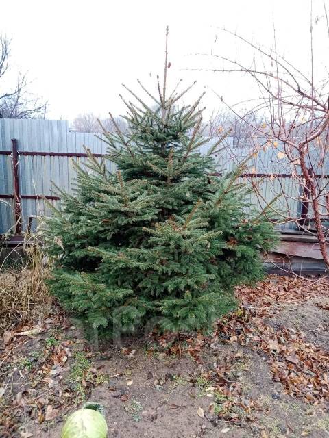Продам ёлку живую, б/у, в наличии. Цена: 5 000₽ в Хабаровске