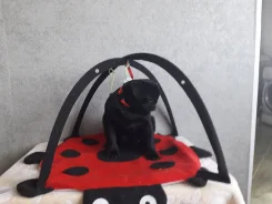 ����. ����
