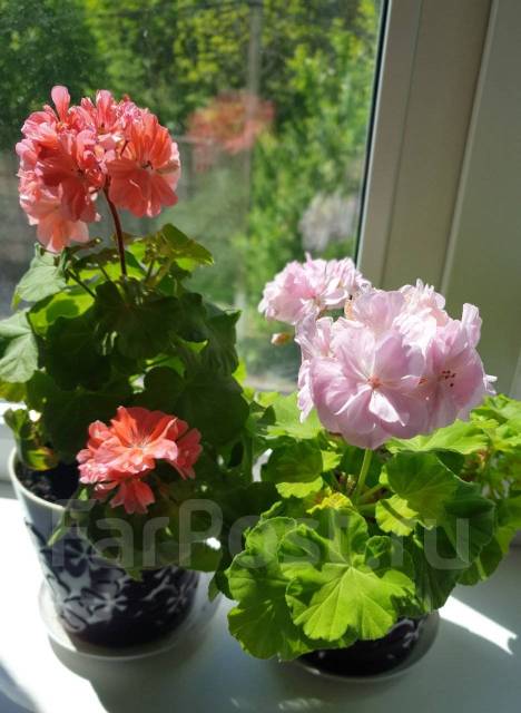 Pelargonio Sarah Hunt, disponible. Precio.