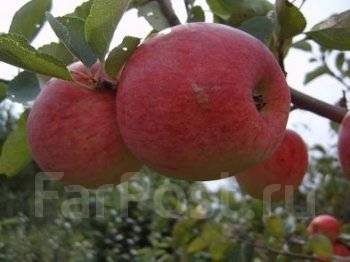Яблоня Сладкая Нега Описание Фото