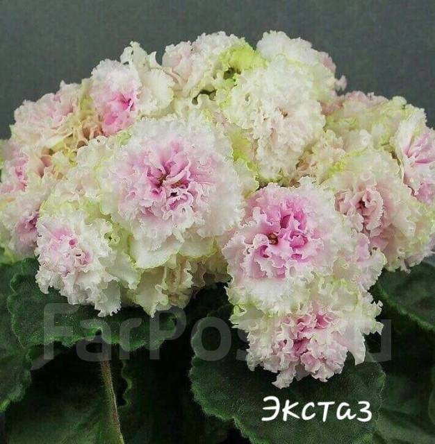 Особенности листьев и стебля