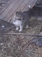�����. ����