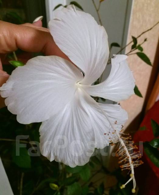 Гибискус "Dainty White ", в наличии. Цена: 500₽ во Владивостоке