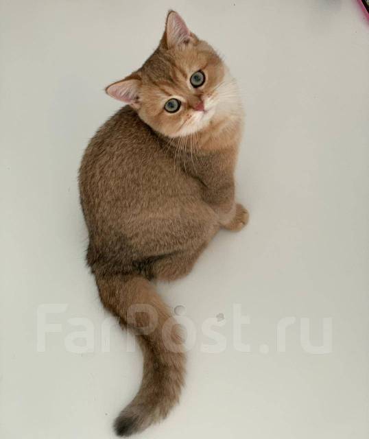 Британская Короткошерстная Кошка Фото