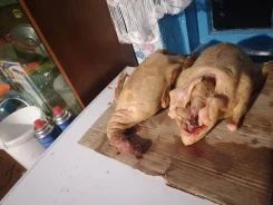 ����. ����