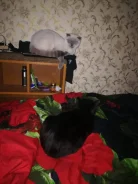����������� ��������� ��������������� �����. ����