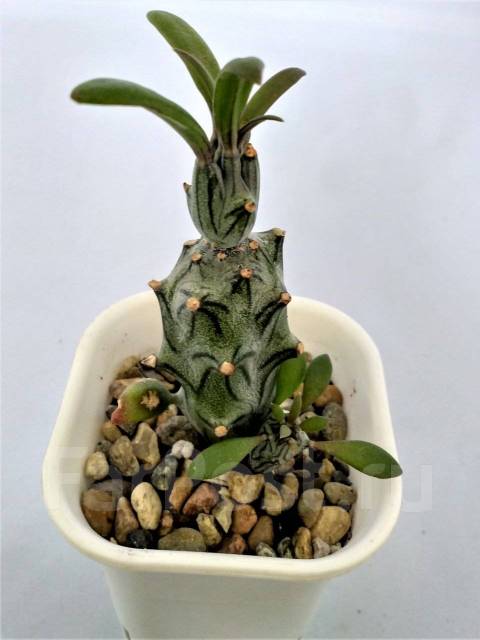 Крестовник сагината - Senecio saginata- суккулент, в наличии. Цена: 180 ...