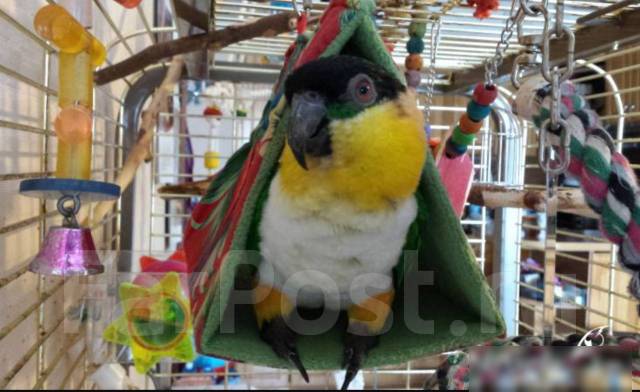 Гнездо для волнистого попугая | Птица дома | Дзен