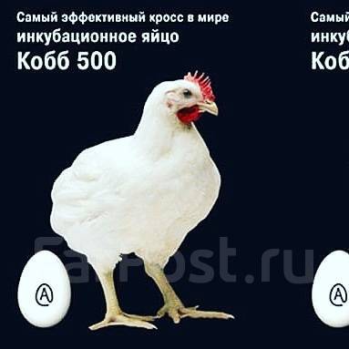 Куры кобб 500 чехия