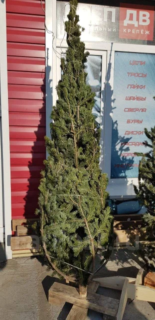 Новогодние Елки Из Питомника Оптом Купить