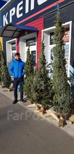 Новогодние Елки Из Питомника Оптом Купить