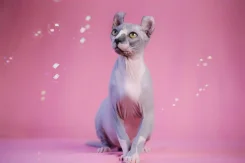 ����.