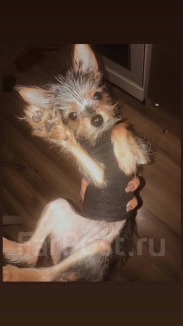 Метис йорка и шпица: фото собаки, описание породы