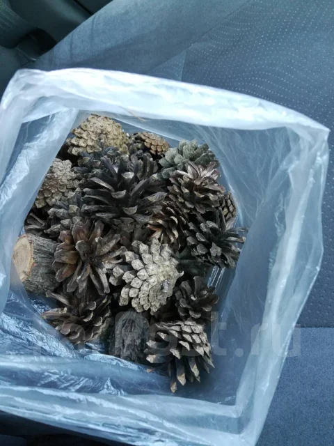 �����. ��� ����� �� ������ ����