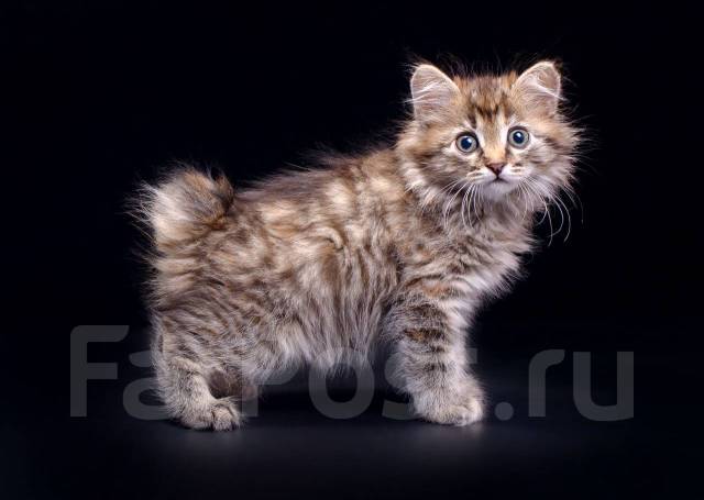 Кошка Курильский Бобтейл Фото