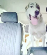 ������. ����