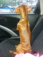 �����. ����