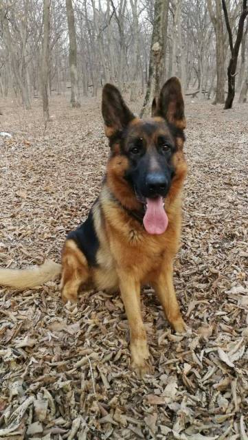 Кобель немецкой овчарки для вязки во Владивостоке