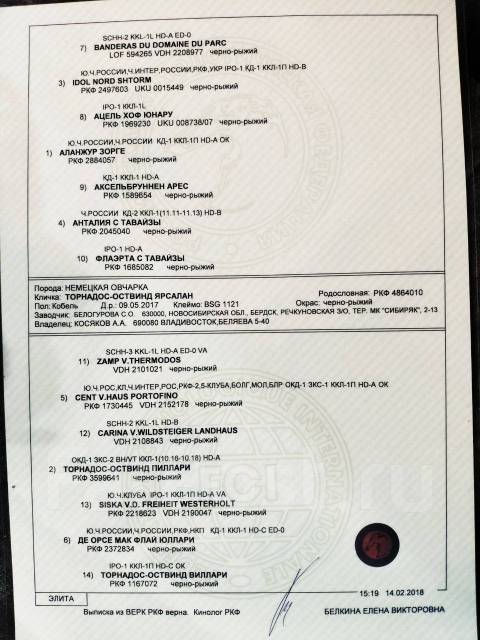 Кобель немецкой овчарки для вязки во Владивостоке