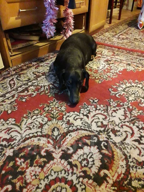 �����. ����