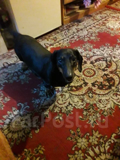 �����. ����