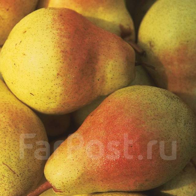Груша фаворитка фото Саженцы груши Любимица Клаппа двухлетки, новый, в наличии. Цена: 950 ₽ в Находке