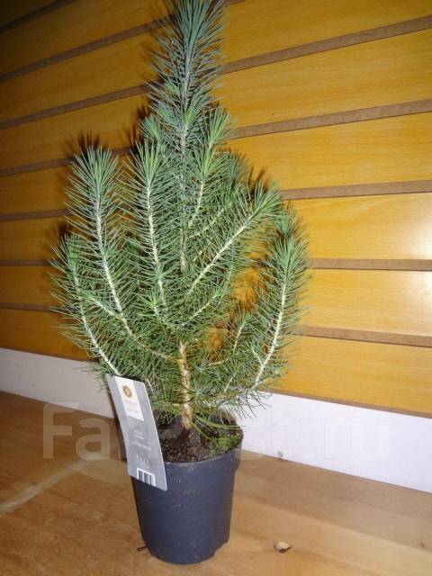 Сосна сильвер. Сосна Silvercrest. Сосна Silvercrest фото. Сосна Silvercrest домашних условиях. Сосна Silvercrest описание.
