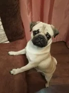 ����. ����